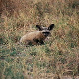 Moremi - Bat eared fox